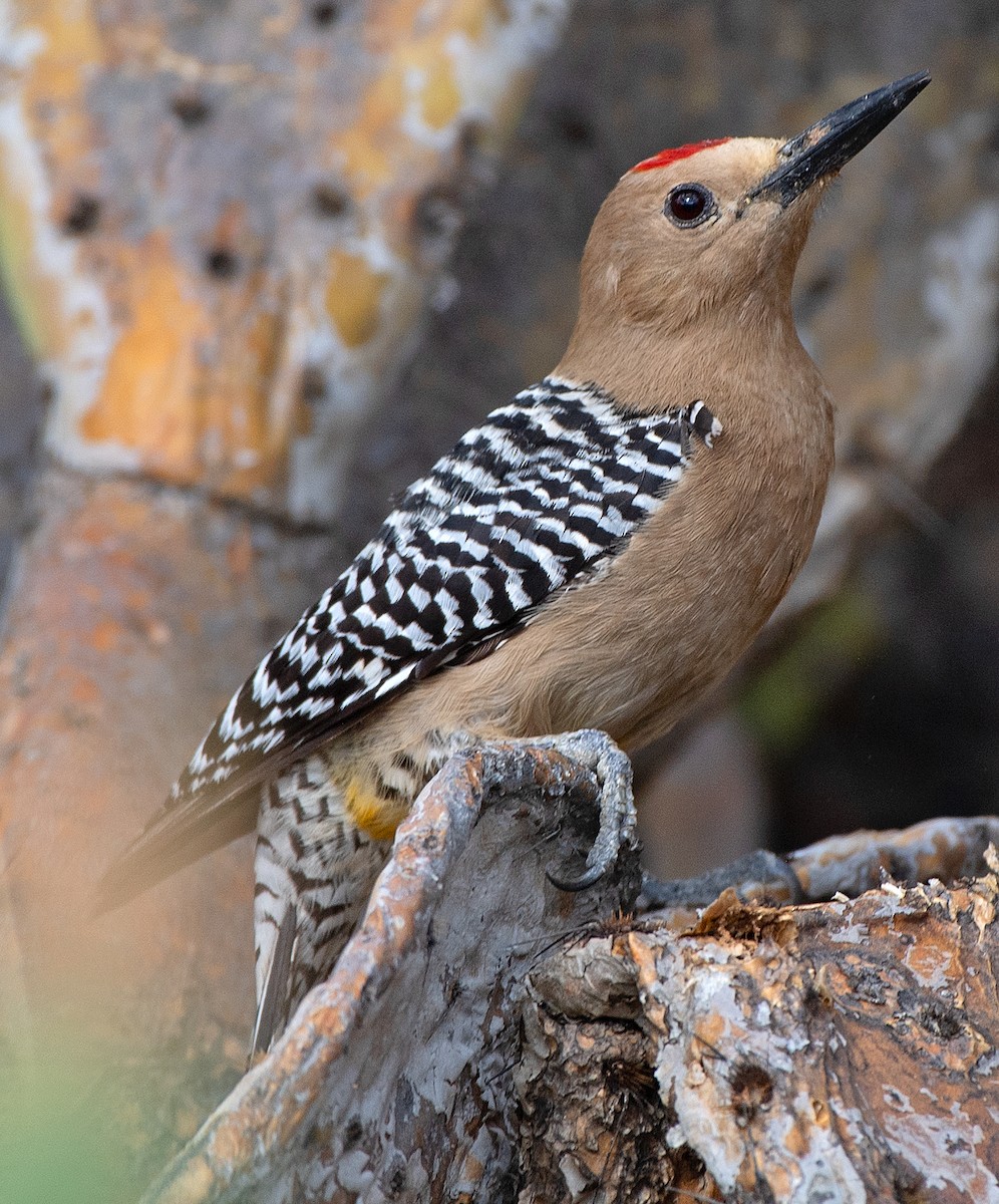 Gila Woodpecker - Kenneth Butler