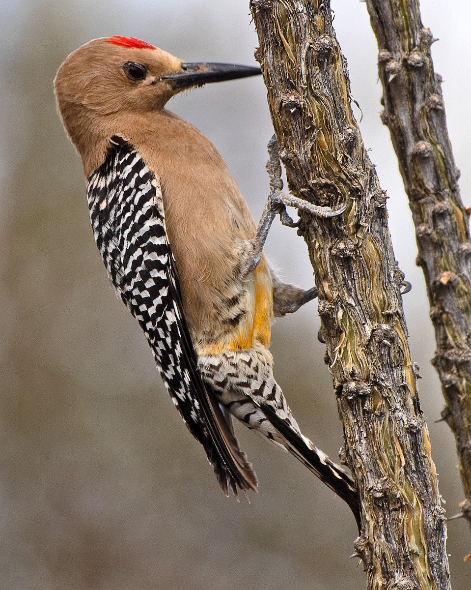 Gila Woodpecker - Kenneth Butler