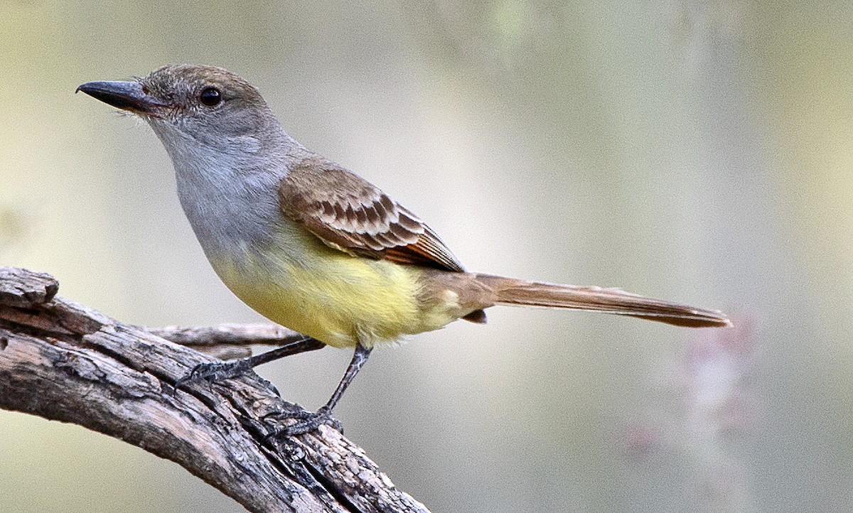 Brown-crested Flycatcher - Kenneth Butler