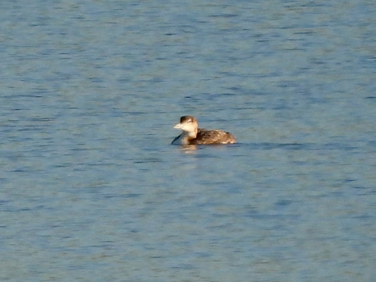 Common Loon - ML619263614