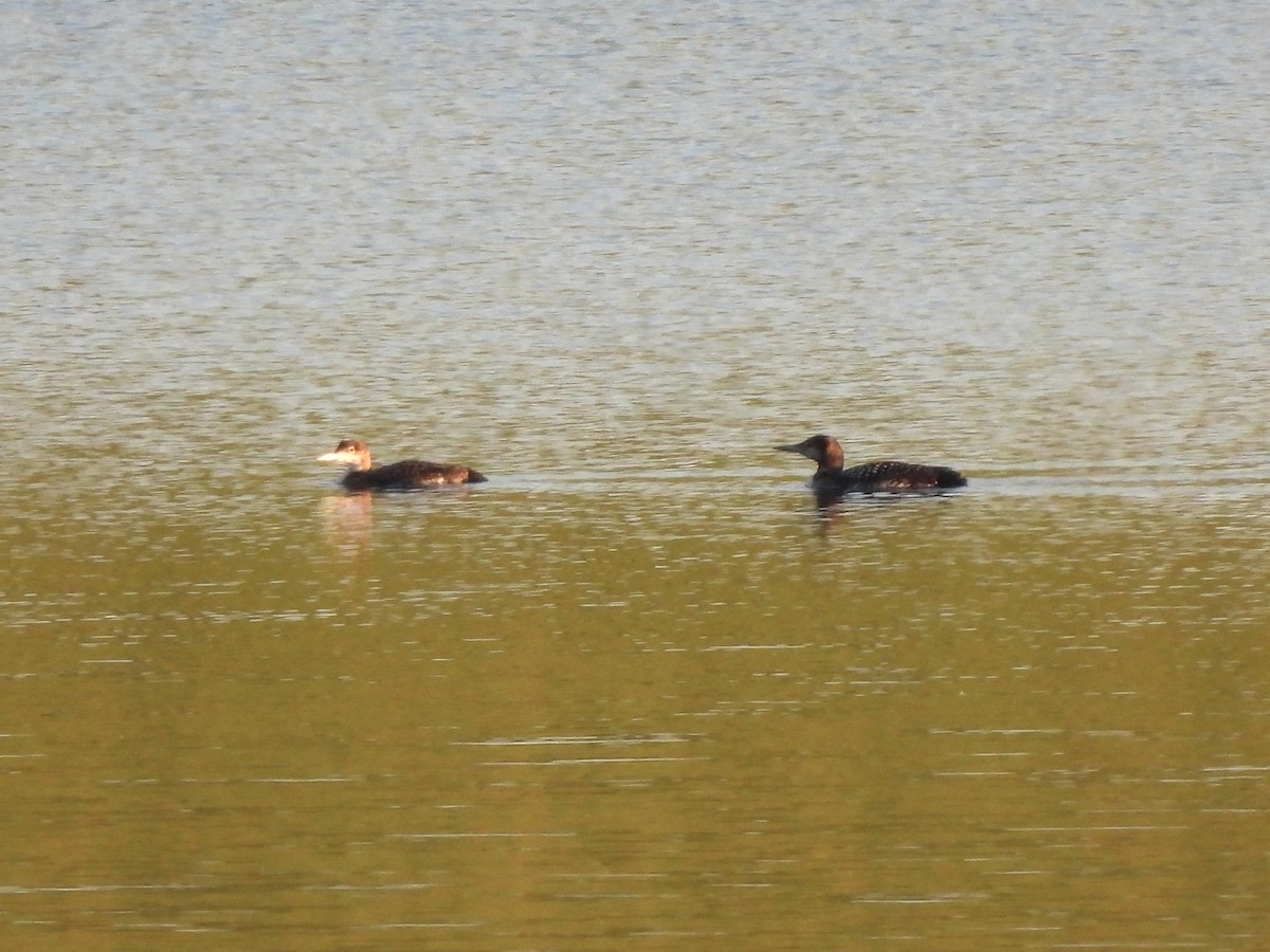 Common Loon - ML619263615