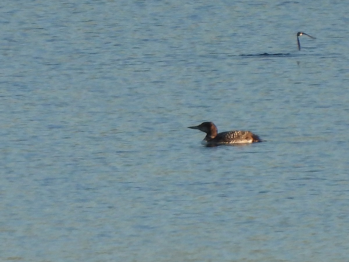 Plongeon huard - ML619263616