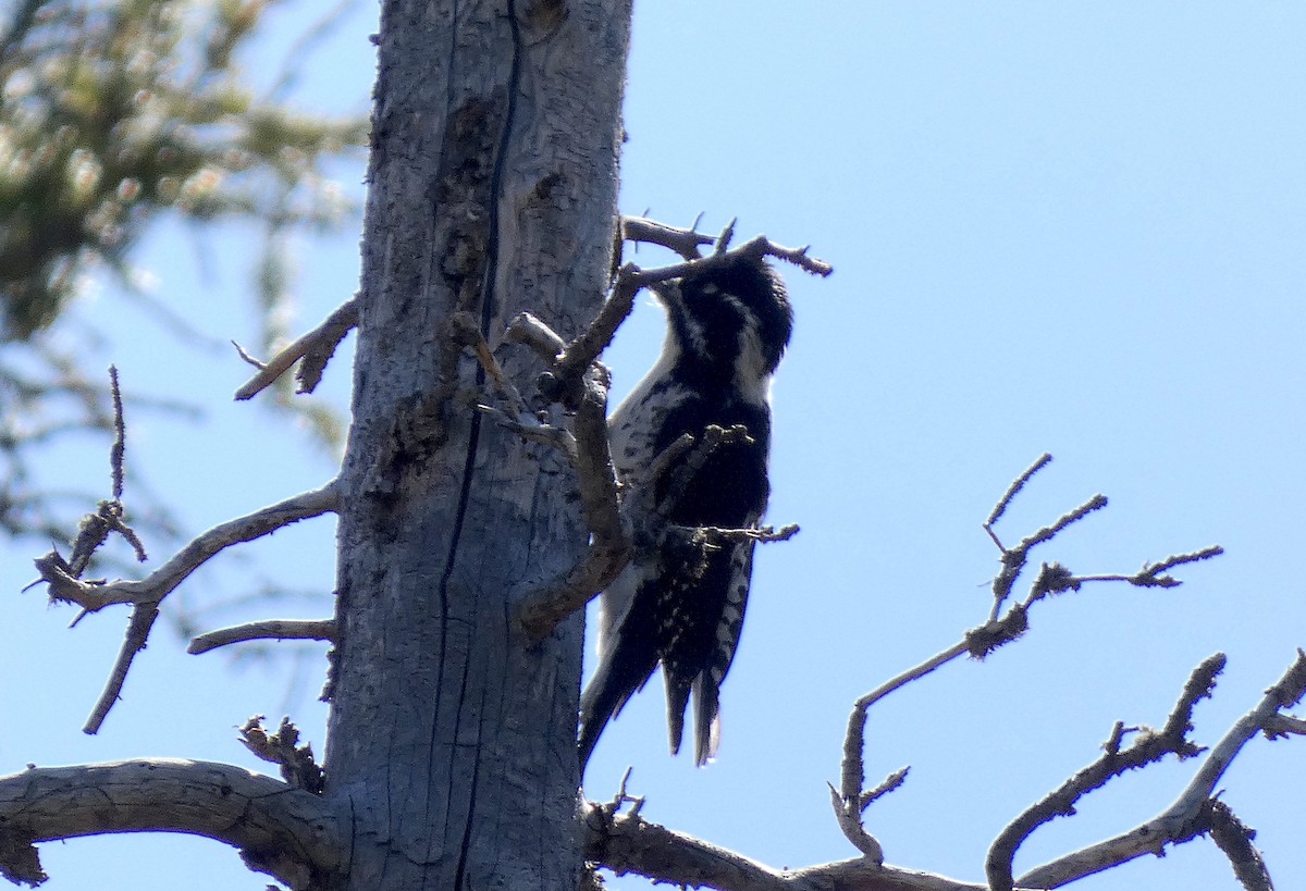 American Three-toed Woodpecker - ML619263617