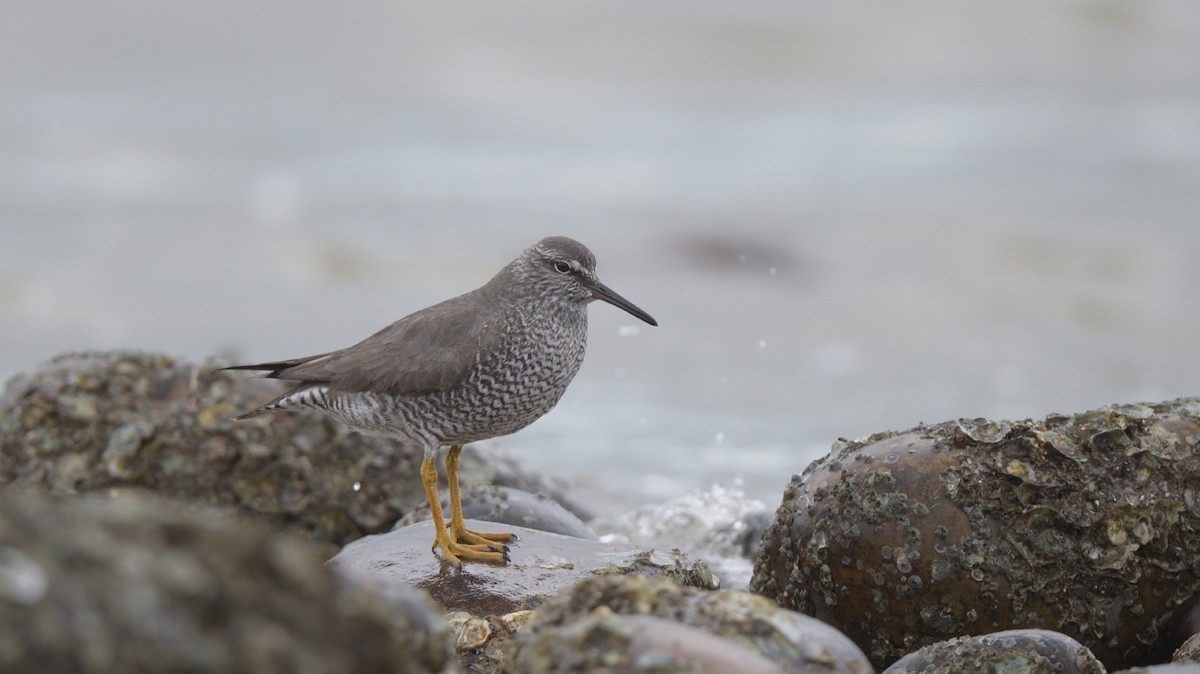 Wandering Tattler - ML619263622