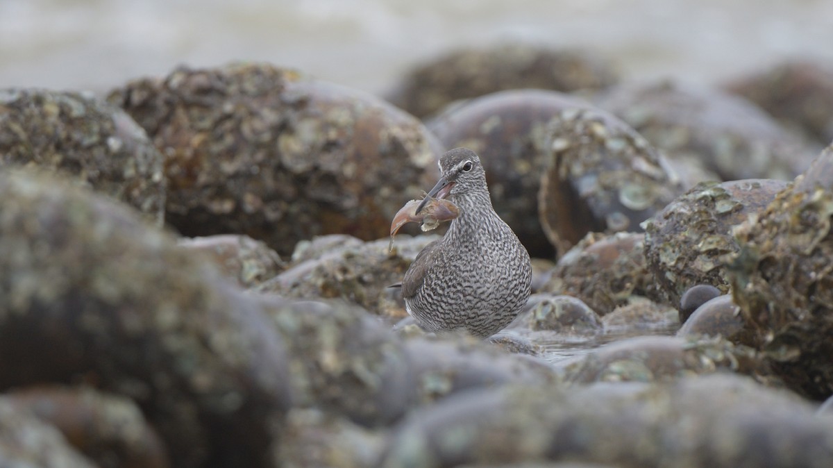 Wandering Tattler - ML619263623