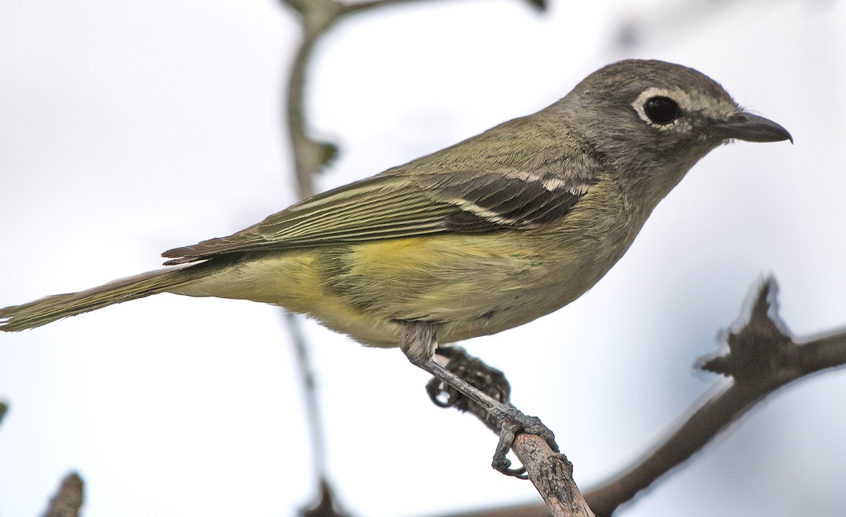 Cassin's Vireo - Kenneth Butler