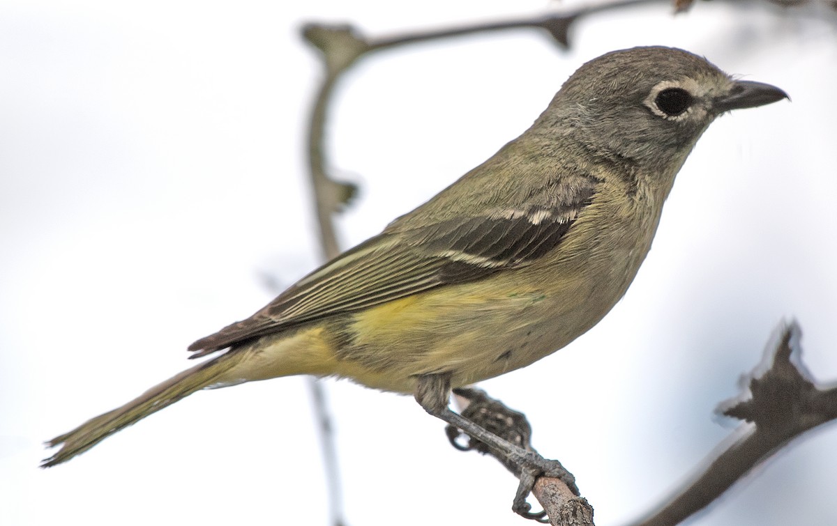 Cassin's Vireo - Kenneth Butler