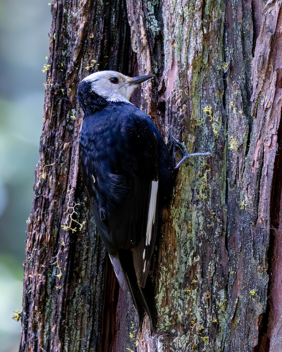 White-headed Woodpecker - Jim Gain