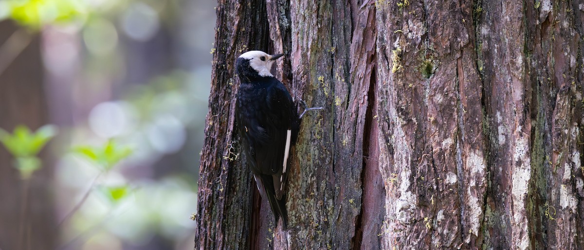 White-headed Woodpecker - Jim Gain