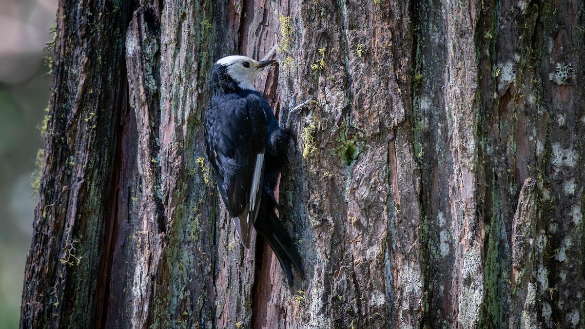 White-headed Woodpecker - Jim Gain