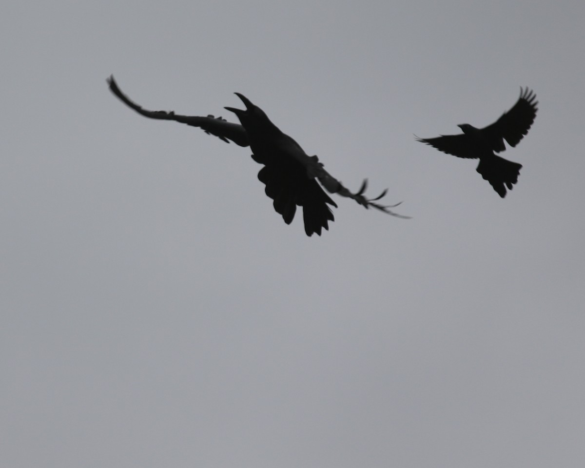 Common Grackle - Linda Scrima