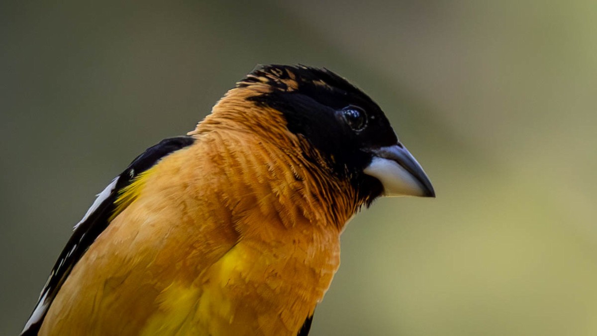 Black-headed Grosbeak - Jim Gain