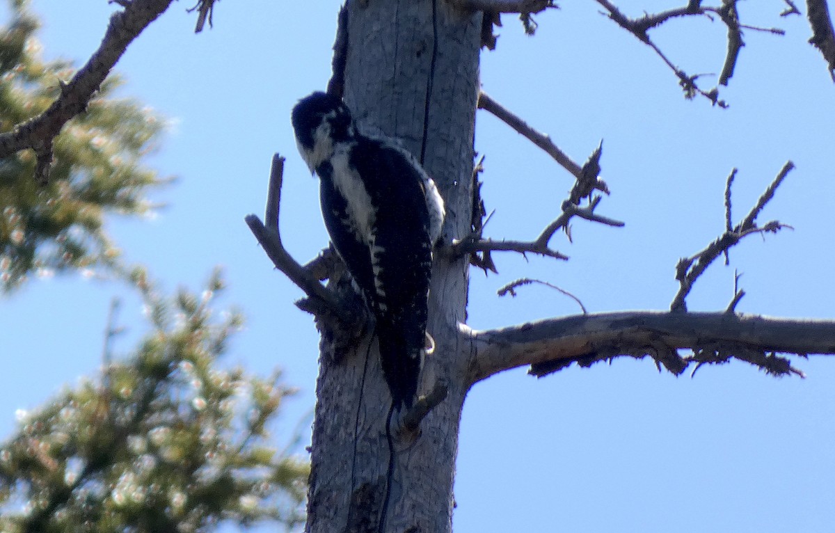 American Three-toed Woodpecker - ML619263650