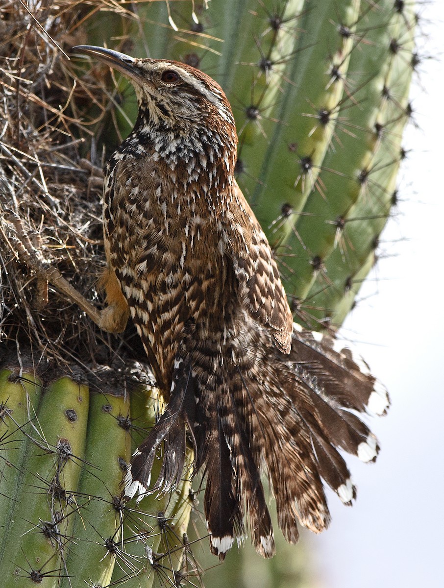 Cactus Wren - Kenneth Butler