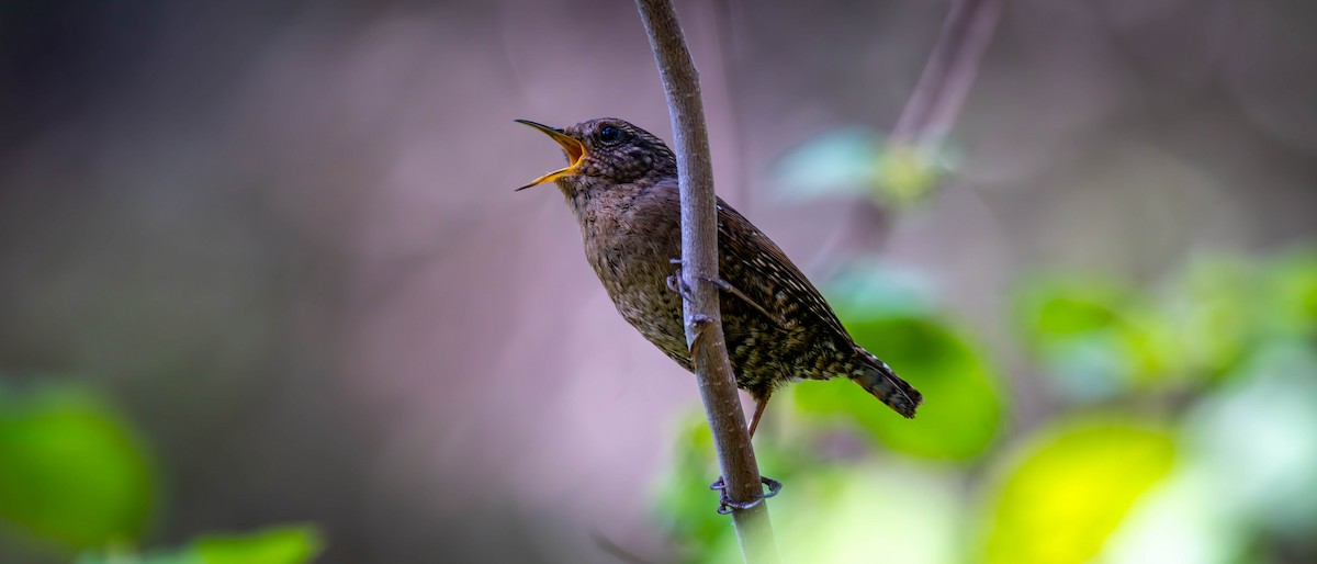 Pacific Wren - Jim Gain