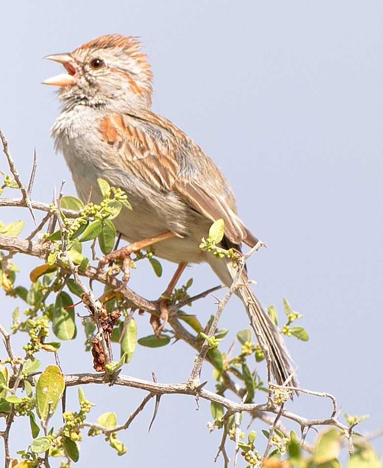 Rufous-winged Sparrow - Kenneth Butler