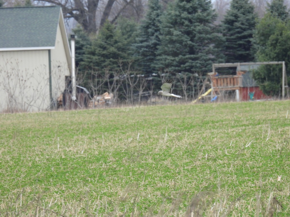 Northern Harrier - Tim Winslow