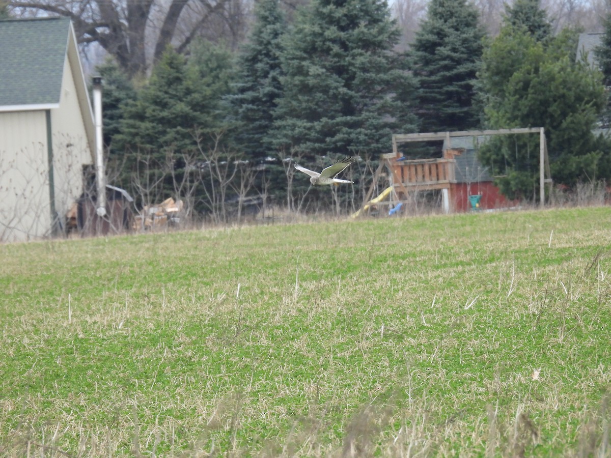 Northern Harrier - Tim Winslow