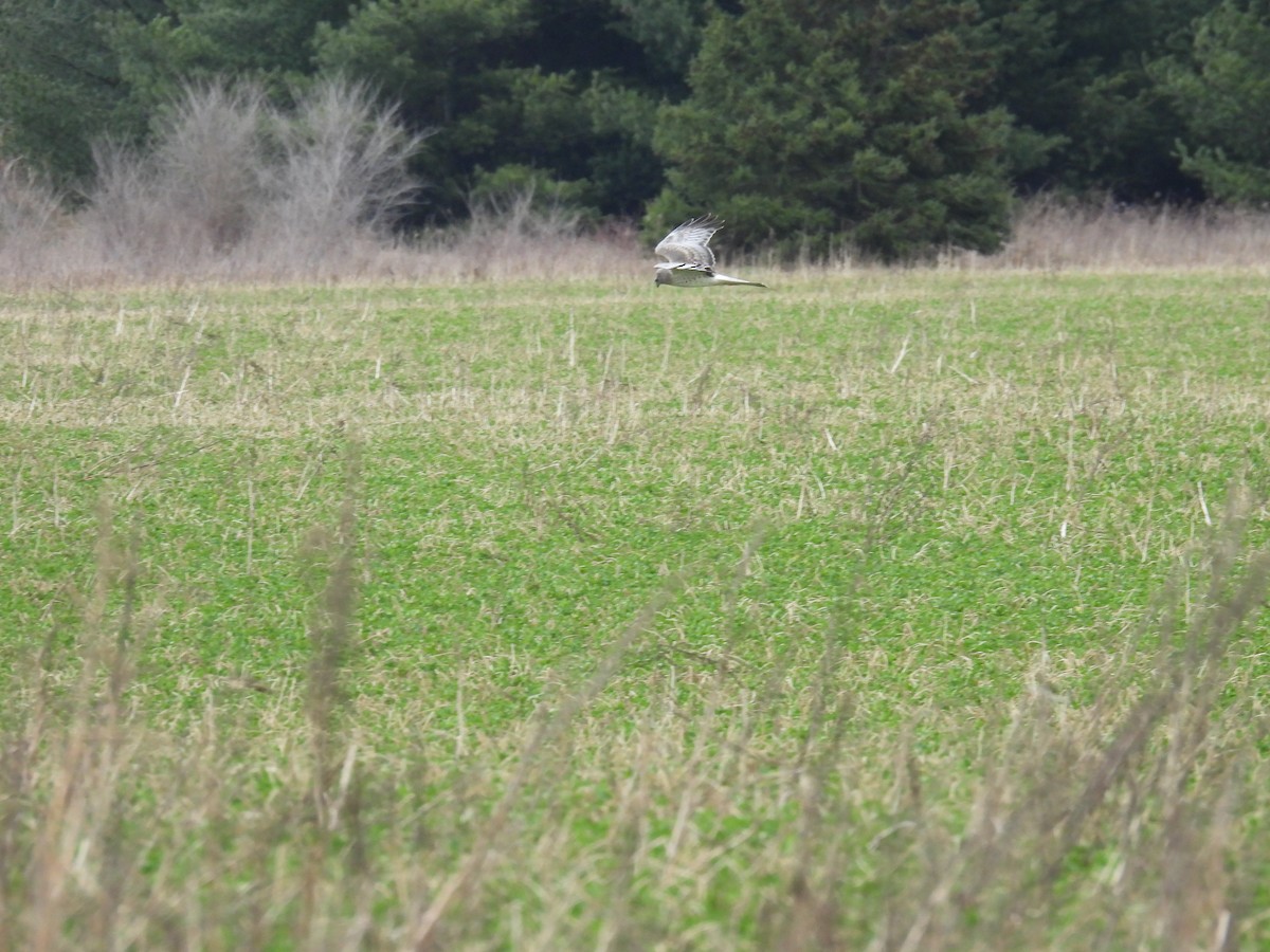 Northern Harrier - Tim Winslow