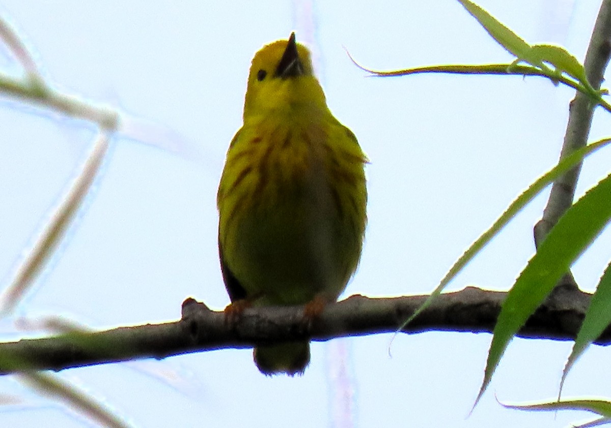 Yellow Warbler - Anne Mytych