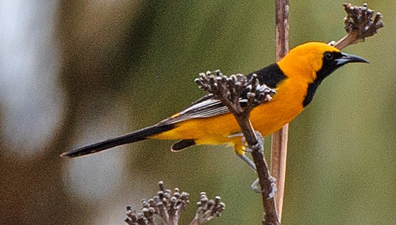 Hooded Oriole (nelsoni Group) - Kenneth Butler