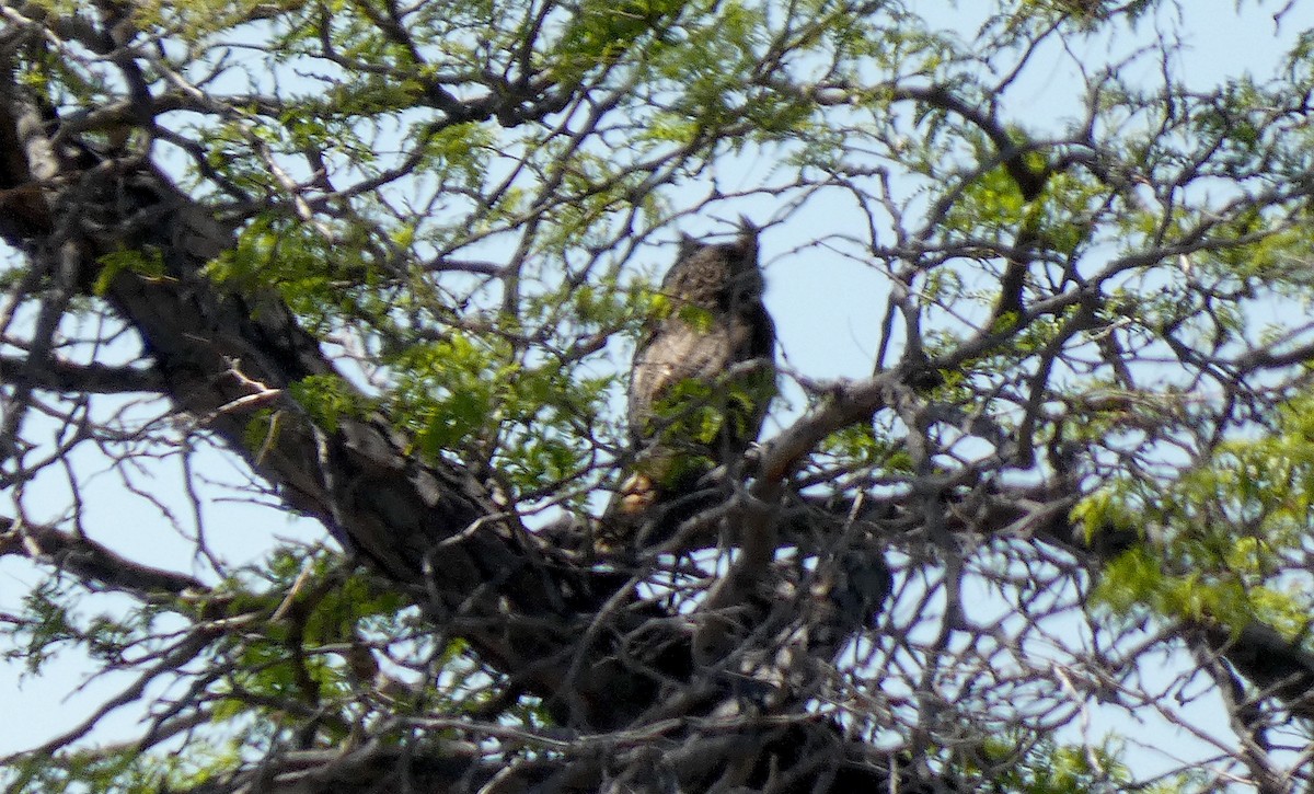 Great Horned Owl - ML619263695