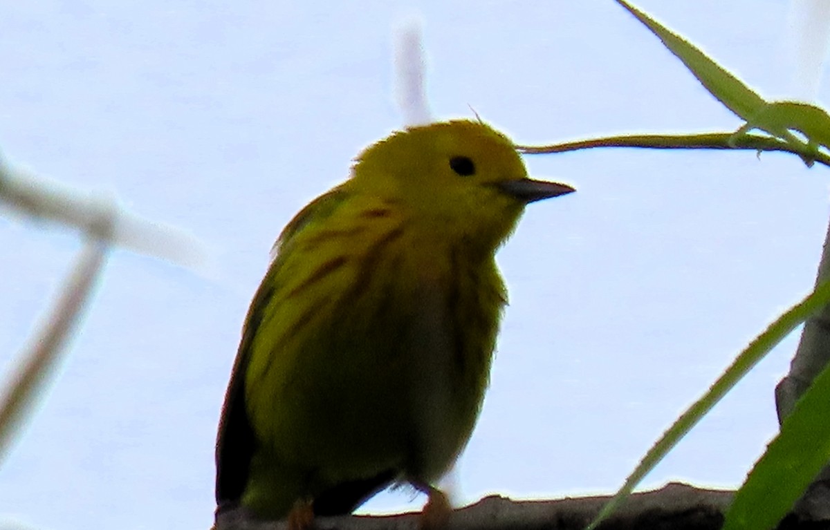 Yellow Warbler - Anne Mytych