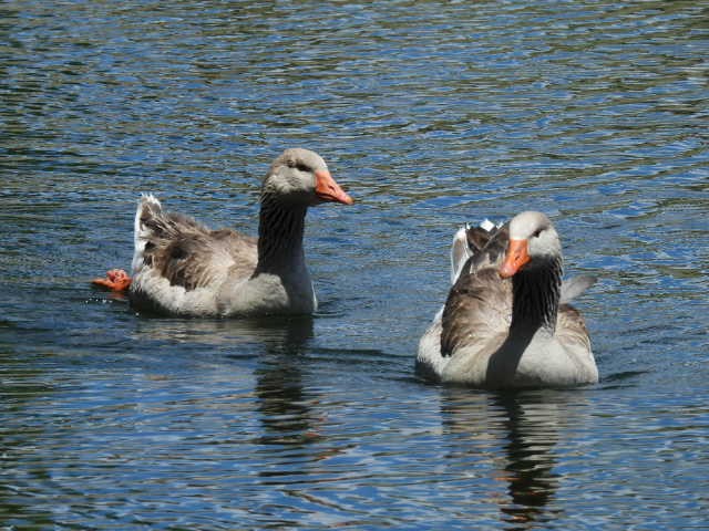 Graylag Goose (Domestic type) - Kelly Wright