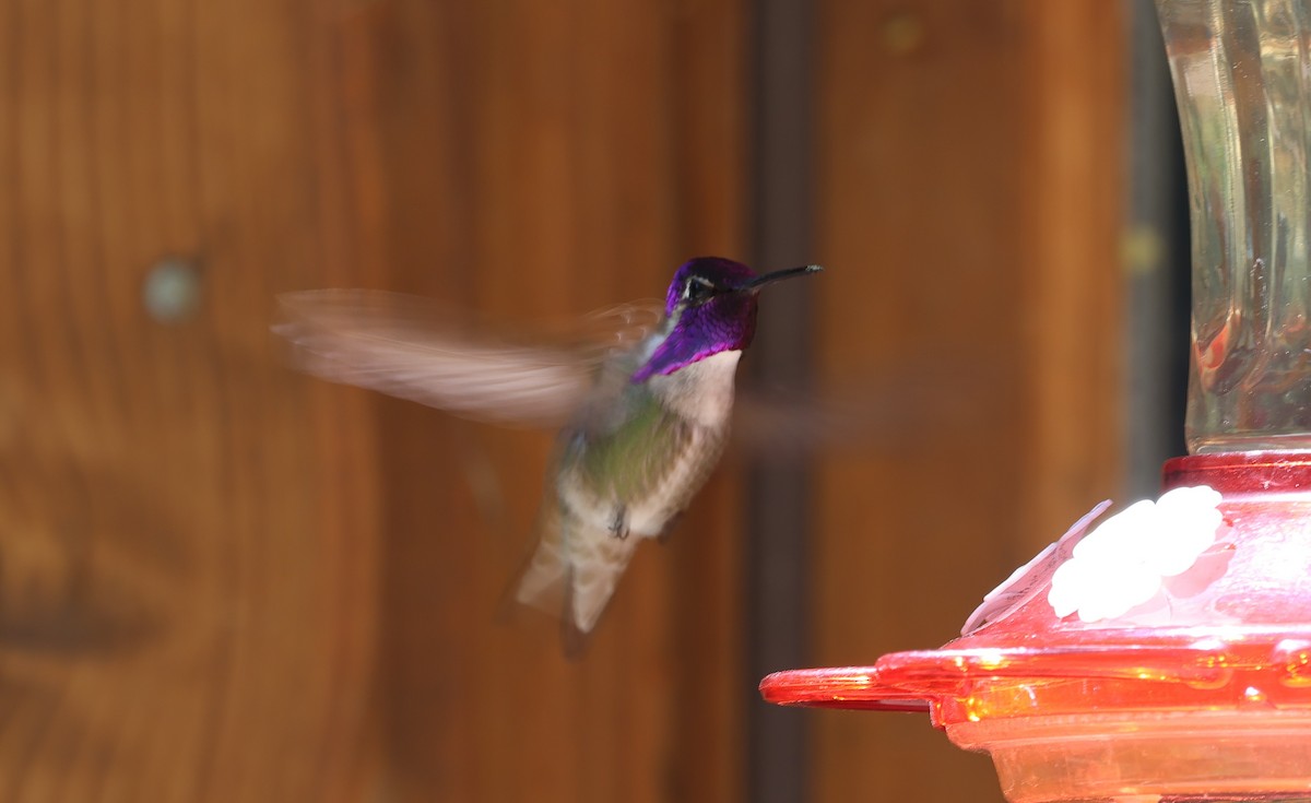 Costa's Hummingbird - ML619263708