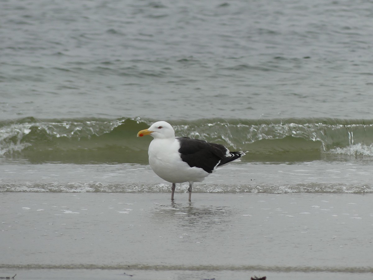 Great Black-backed Gull - Cheyenne Ellis