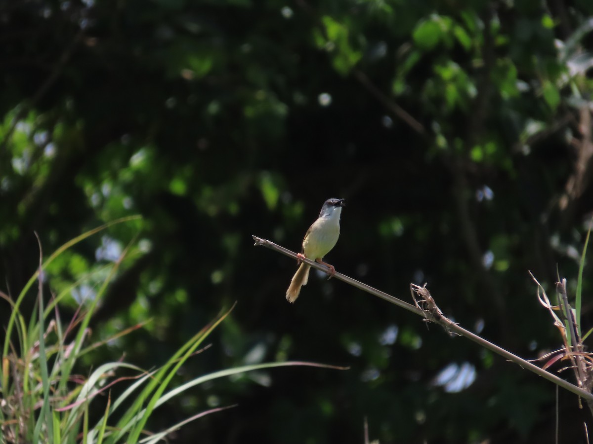 Yellow-bellied Prinia - 韋勳 陳