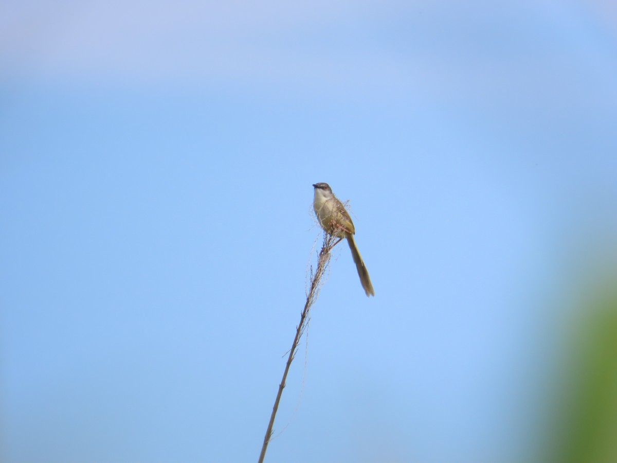 Yellow-bellied Prinia - 韋勳 陳