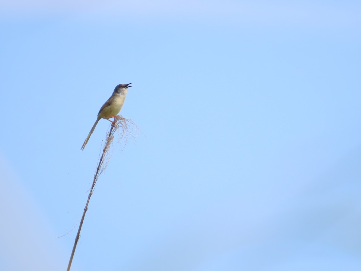 Yellow-bellied Prinia - 韋勳 陳