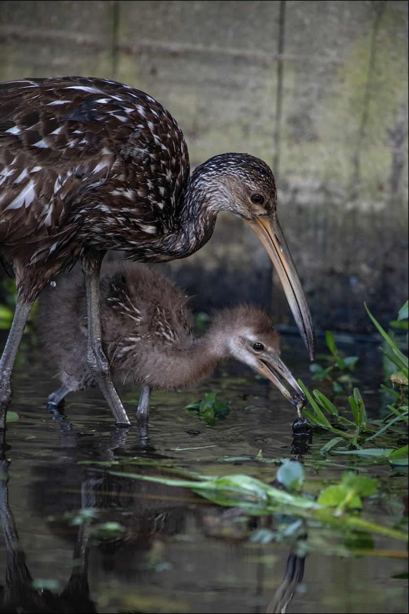 Limpkin - Lauren Davies