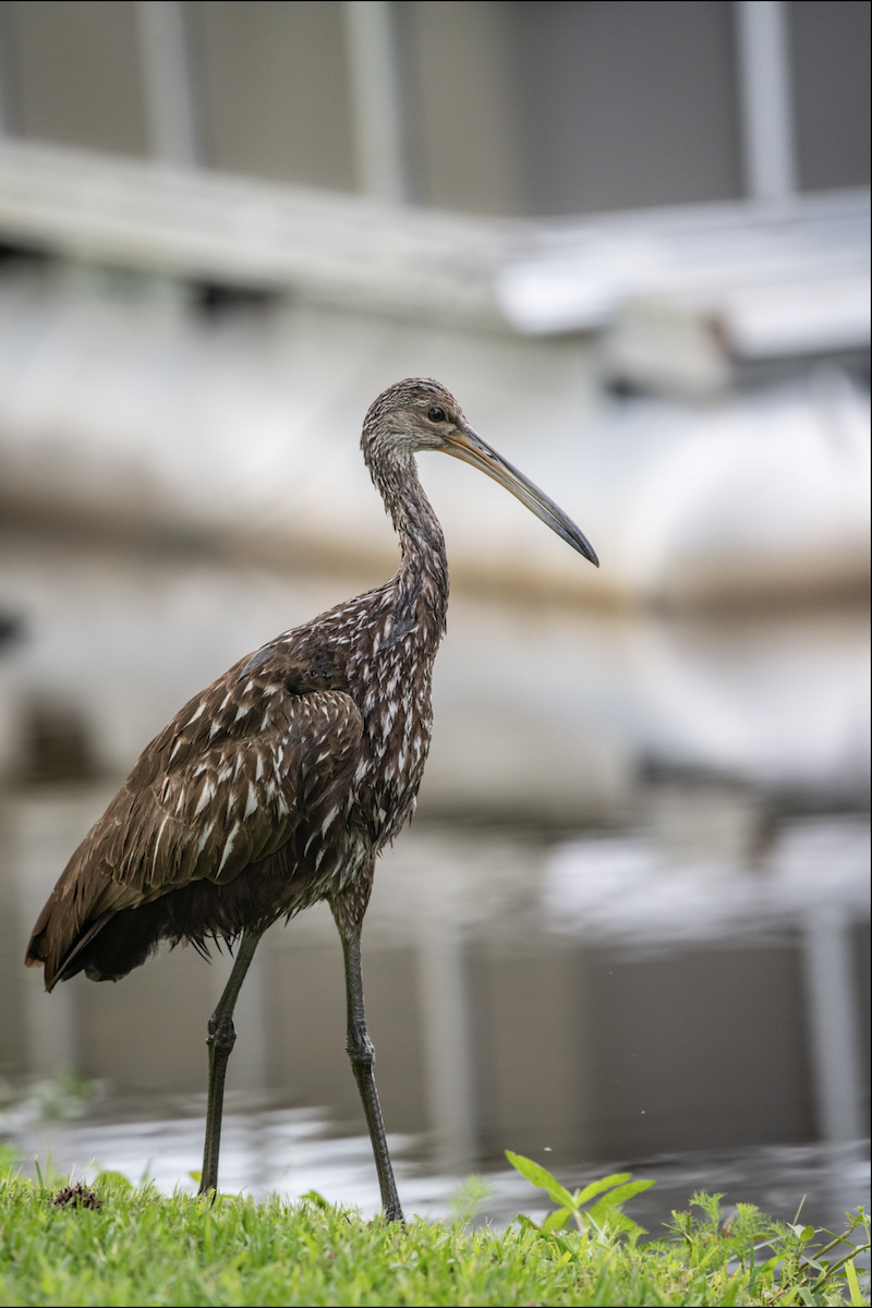 Limpkin - Lauren Davies