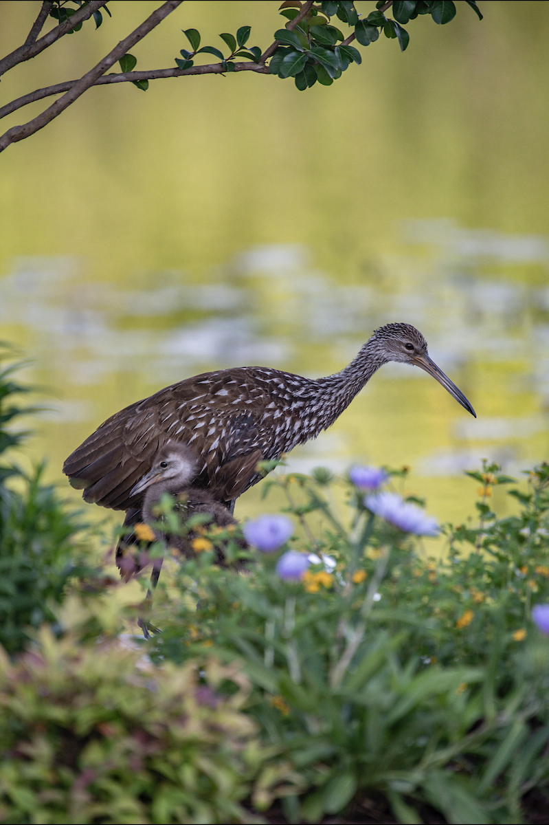 Limpkin - Lauren Davies