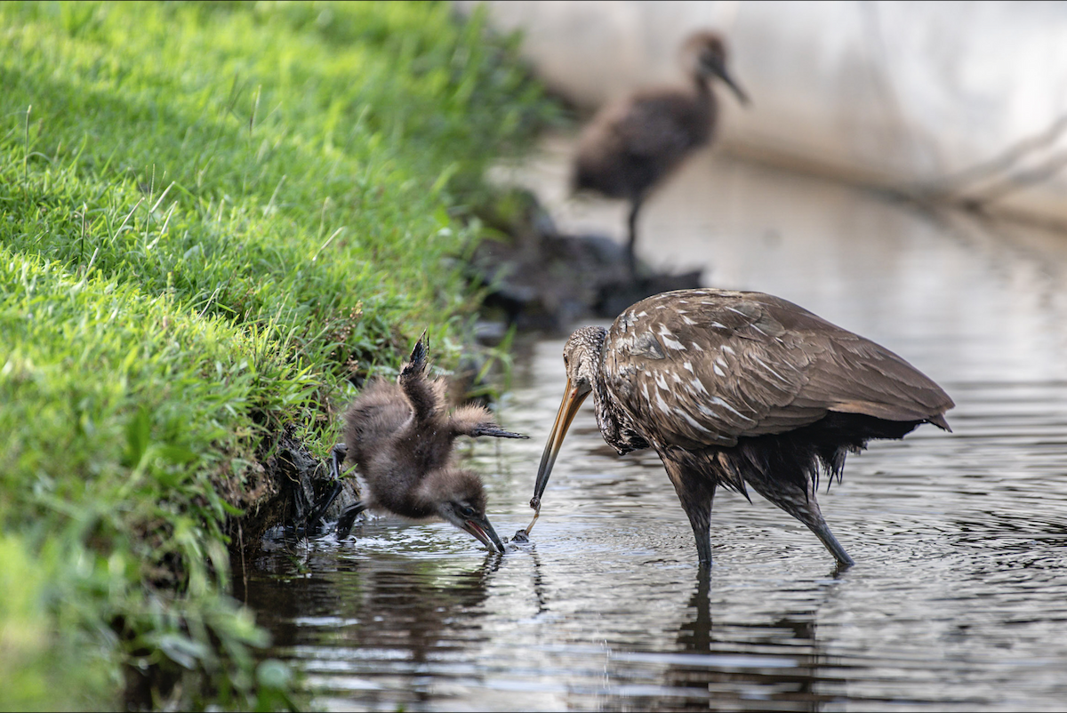 Limpkin - Lauren Davies