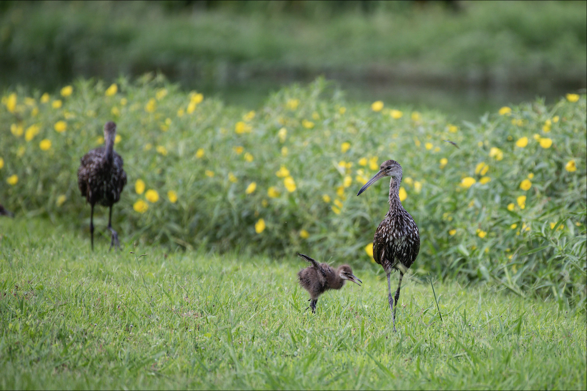 Limpkin - Lauren Davies