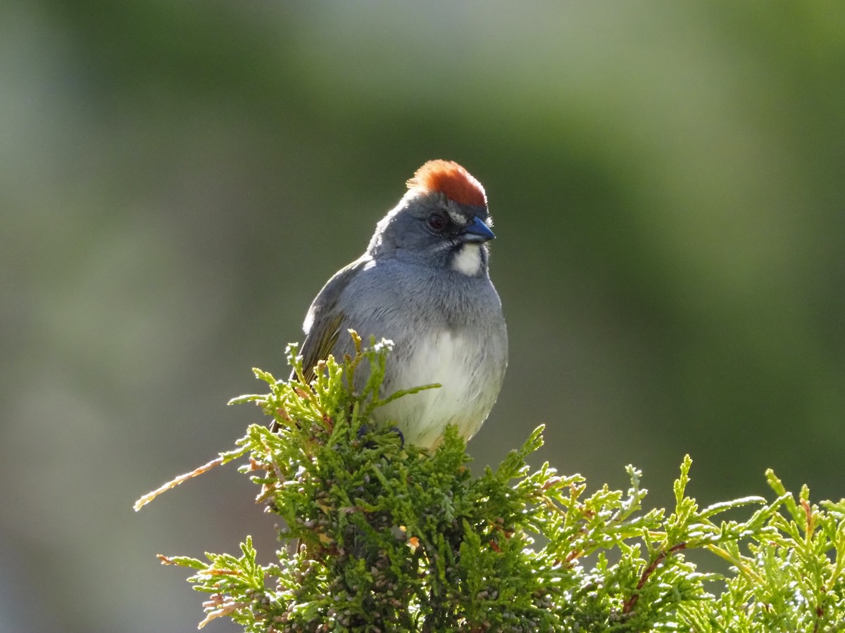 Green-tailed Towhee - ML619263741