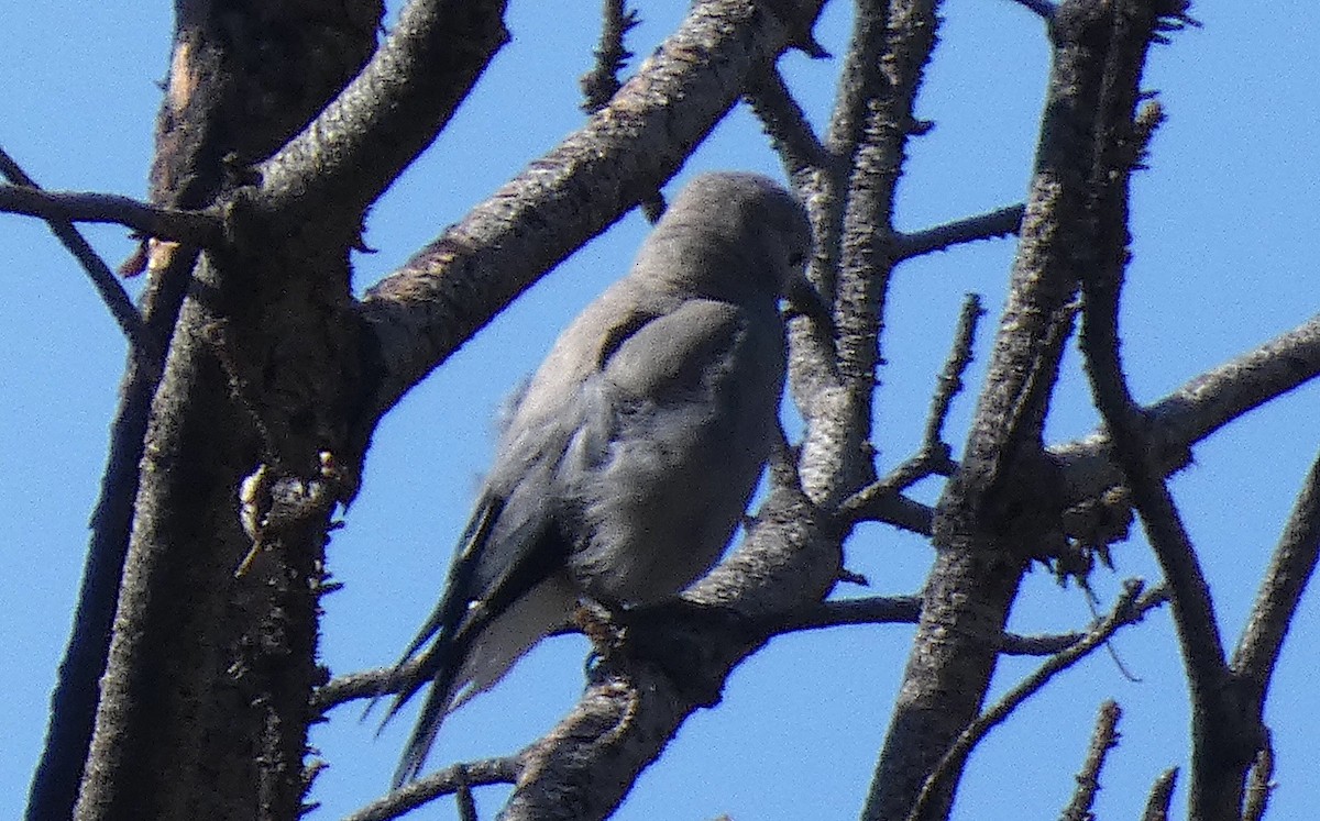 Clark's Nutcracker - ML619263745