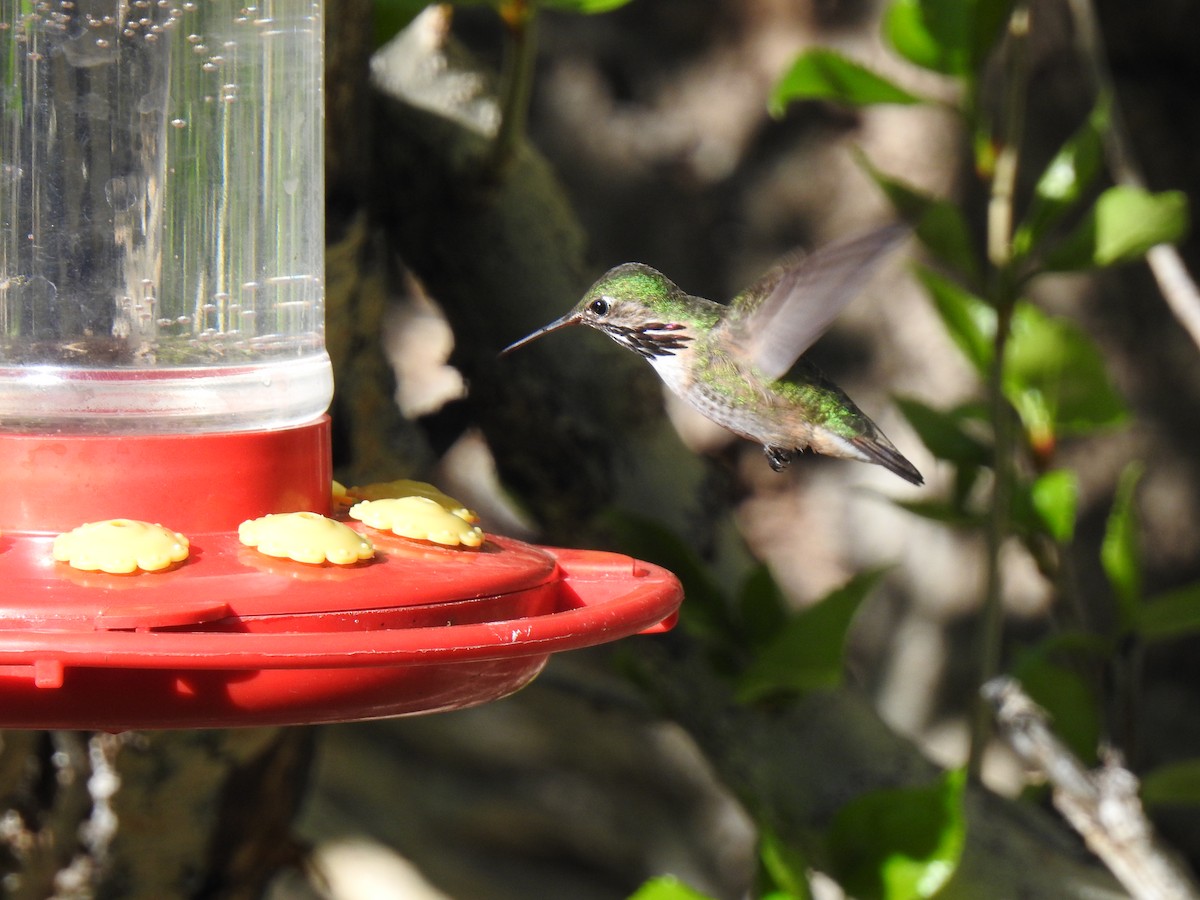 Calliope Hummingbird - Pat Grantham