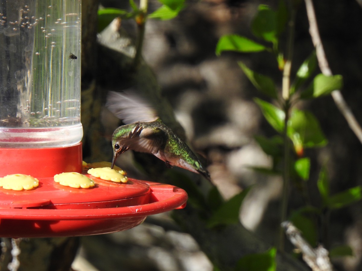 Calliope Hummingbird - Pat Grantham