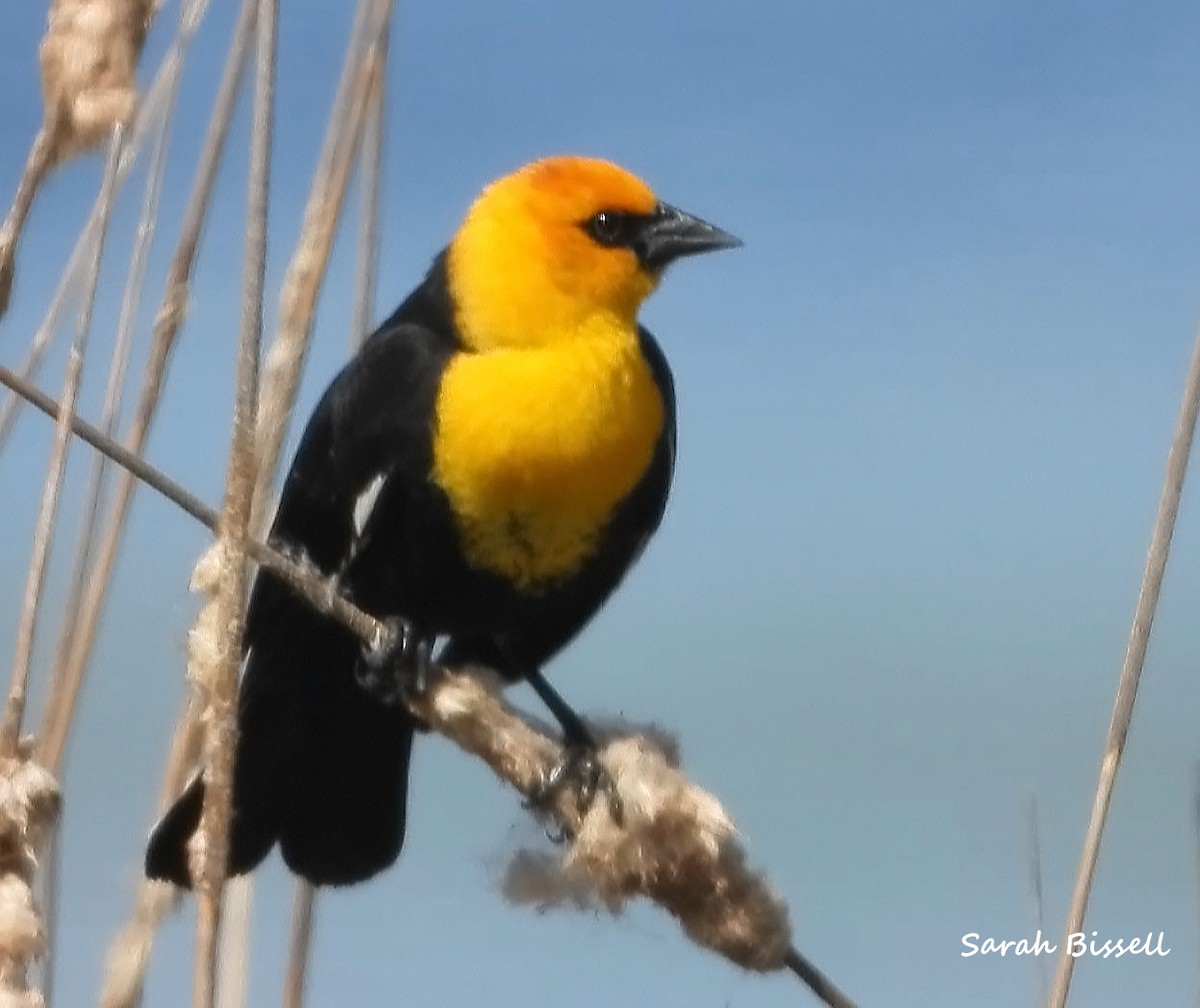 Yellow-headed Blackbird - Sarah Bissell