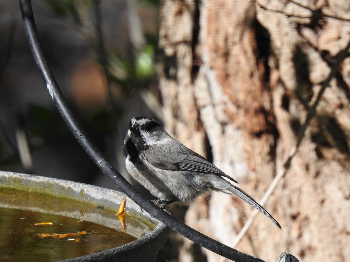 Mountain Chickadee (Rocky Mts.) - Pat Grantham