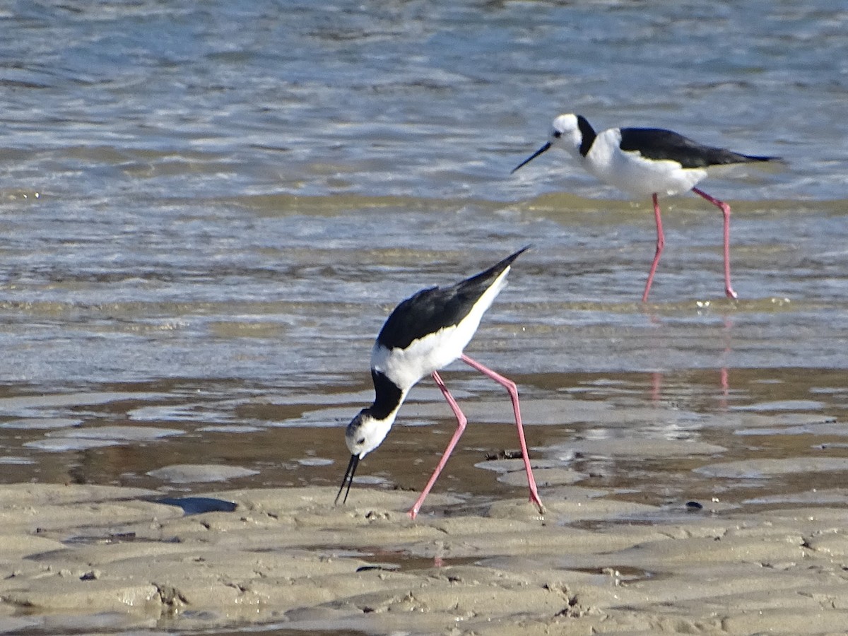 Pied Stilt - ML619263770