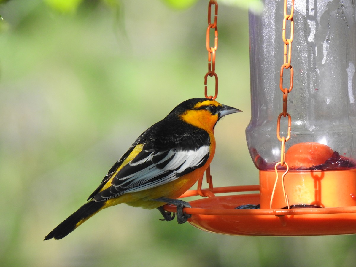 Bullock's Oriole - Pat Grantham