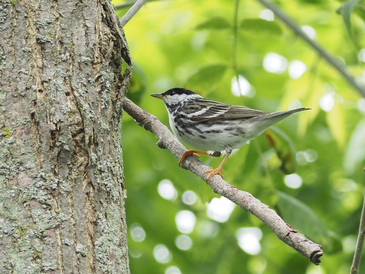 Blackpoll Warbler - John LeClaire