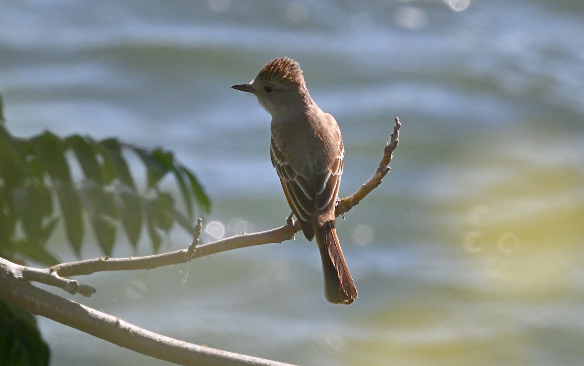 Ash-throated Flycatcher - Larry Jordan