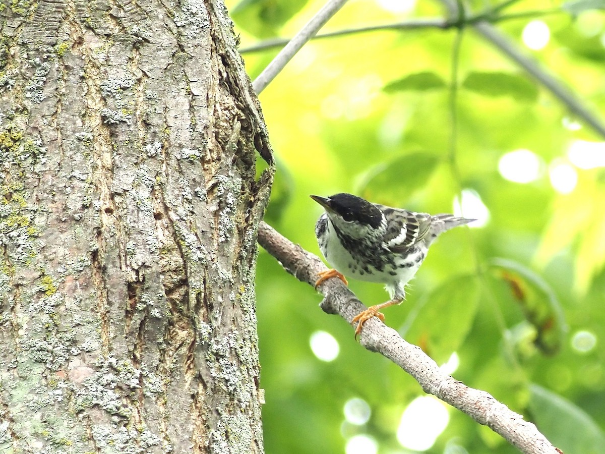 Blackpoll Warbler - John LeClaire