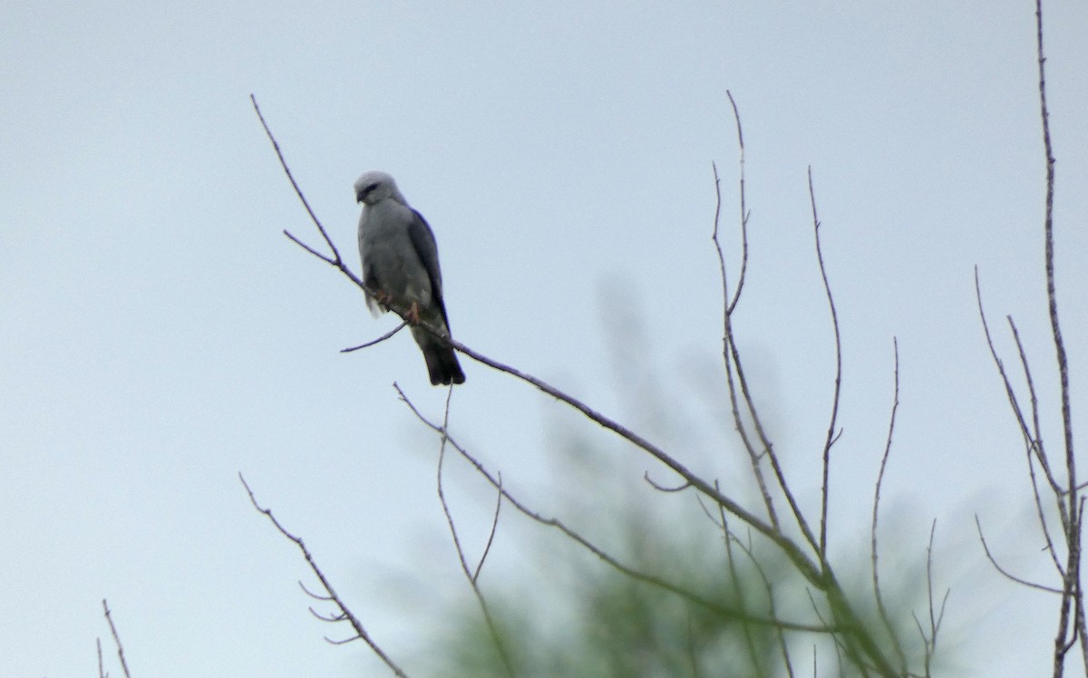 Mississippi Kite - ML619263807